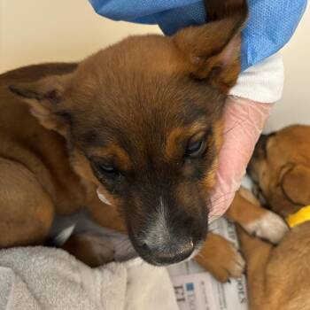 Indy -  Cattle Dog and Mixed Breed Dog for Adoption in Taos, New Mexico - Indy | PetCurious