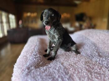 Sage -  Australian Shepherd and Catahoula Leopard Dog Dog for Adoption in Boerne, Texas - Sage | PetCurious
