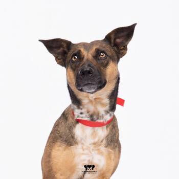 Shepherd and Mixed Breed Dogs Available for Adoption in Tampa, Florida - Moose | PetCurious