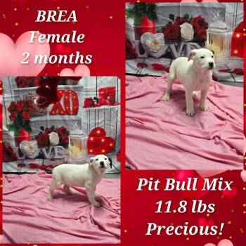 Pit Bull Terrier Dogs Available for Adoption - Marion Bs : Brea | PetCurious