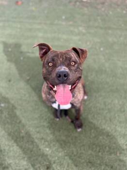 Rescue Pit Bull Terrier Dogs for Adoption in Eagle, Idaho - Bagel **Courtesy Post. Out Of Town Pet. See Below For Details** | PetCurious