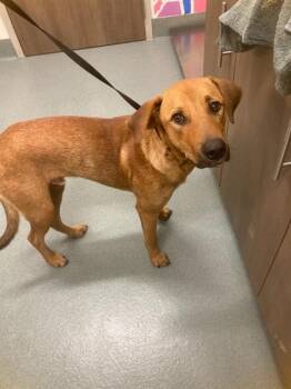 LUCK -  Labrador Retriever and Mixed Breed Dog for Adoption in Baytown, Texas - LUCK | PetCurious