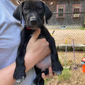 Milo, Monty, Morgan, Midnight, Murphy, and Max -  Black Labrador Retriever Dog for Adoption in Sudbury, Massachusetts - Milo, Monty, Morgan, Midnight, Murphy, And Max | PetCurious