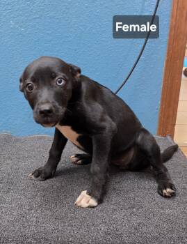 Juniper -  Border Collie Dog for Adoption in Dripping Springs, Texas - Juniper | PetCurious