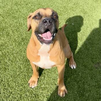 Rescue Boxer and Mixed Breed Dogs for Adoption in Loxahatchee Groves, Florida - Draco | PetCurious