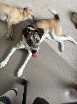 Rescue Terrier Dogs for Adoption in Greenville, South Carolina - Reaves | PetCurious