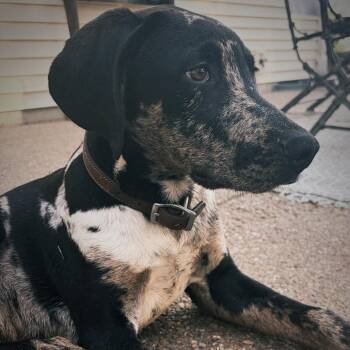 Charlie -  Catahoula Leopard Dog and Mixed Breed Dog for Adoption in Henderson, Kentucky - Charlie | PetCurious