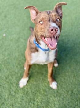 CHAGO -  Mixed Breed Dog for Adoption in Dallas, Texas - CHAGO | PetCurious