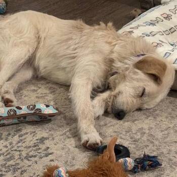 Great Pyrenees and Poodle Dogs Available for Adoption - Lily #7408 Stanton | PetCurious