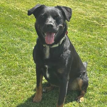 Osa -  Mixed Breed Dog for Adoption in Medford, Oregon - Osa | PetCurious