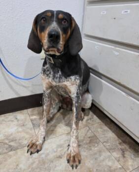 Bluetick Coonhound Dogs Available for Adoption - Trisha | PetCurious