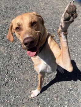 Ziggy -  Labrador Retriever Dog for Adoption in Bellingham, Washington - Ziggy | PetCurious