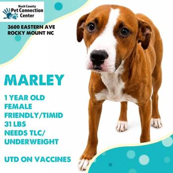 MARLEY  Available NOW - ADOPTION or RESCUE! -  Mixed Breed Dog for Adoption in Nashville, North Carolina - MARLEY  Available NOW - ADOPTION Or RESCUE! | PetCurious