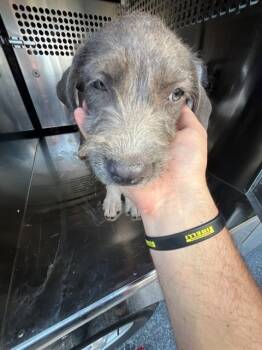 A478926 -  Terrier and Mixed Breed Dog for Adoption in Oklahoma City, Oklahoma - A478926 | PetCurious