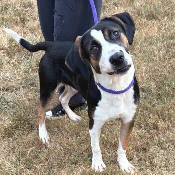 Solomon -  Hound and Mixed Breed Dog for Adoption in Nashville, Tennessee - Solomon | PetCurious