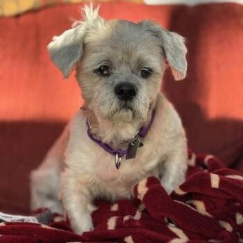 Rescue Lhasa Apso Dogs for Adoption in Rensselaer, New York - Sir Duncan | PetCurious