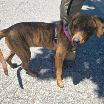 Gemma -  Mixed Breed Dog for Adoption in Asheville, North Carolina - Gemma | PetCurious