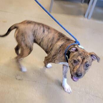 Tenderheart -  Pit Bull Terrier Dog for Adoption in Baltimore, Maryland - Tenderheart | PetCurious