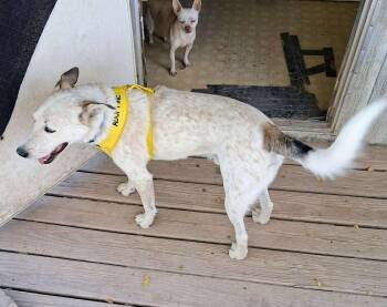 Rescue Australian Shepherd and Australian Cattle Dog Blue Heeler Dogs for Adoption in Uxbridge, Massachusetts - Knox | PetCurious
