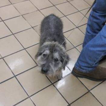 Mixed Breed Dogs Available for Adoption in West Palm Beach, Florida - Chuck Norris | PetCurious
