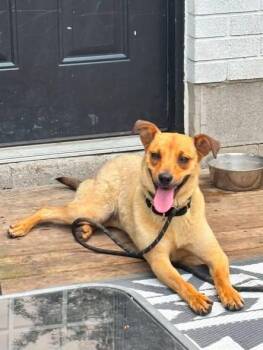 May -  Mixed Breed Dog for Adoption in Kitchener, Ontario - May | PetCurious