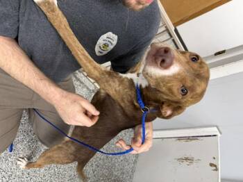 Mixed Breed Dogs Available for Adoption in Bryan, Ohio - Emmy | PetCurious