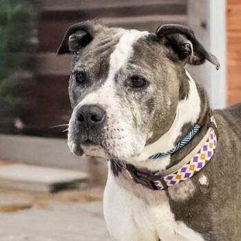 Katie -  Pit Bull Terrier and Mixed Breed Dog for Adoption in Camano, Washington - Katie | PetCurious