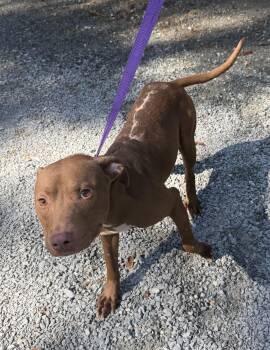 Roger -  Mixed Breed Dog for Adoption in Elizabethtown, North Carolina - Roger | PetCurious
