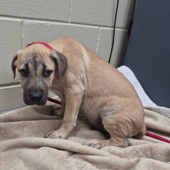 06/20/2026-Stray-SaintMarysRoad-2 -  Mixed Breed Dog for Adoption in Columbus, Georgia - 06/20/2026-Stray-SaintMarysRoad-2 | PetCurious