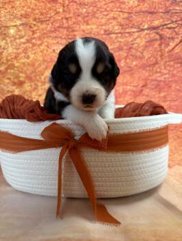 Boo -  Australian Shepherd Dog for Adoption in Newport, Maine - Boo | PetCurious