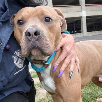 Rescue Terrier Dogs for Adoption in St. Louis, Missouri - Astronaut | PetCurious