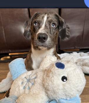 Catahoula Leopard Dog Dogs Available for Adoption - Poe | PetCurious