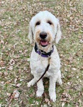 Sheepadoodle Dogs Available for Adoption in Blaine, Minnesota - Sunflower | PetCurious