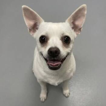Chihuahua and Mixed Breed Dogs Available for Adoption in Gwinn, Michigan - Olive | PetCurious