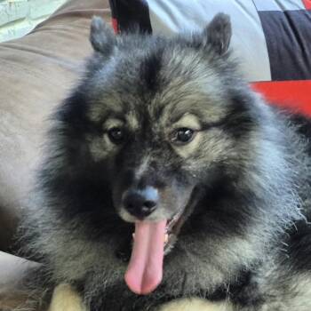 Milo (20261009-02) -  Keeshond Dog for Adoption in Niagara Falls, Ontario - Milo (20261009-02) | PetCurious
