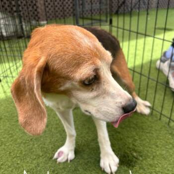 Aster 8649 -  Beagle Dog for Adoption in Loxahatchee Groves, Florida - Aster 8649 | PetCurious