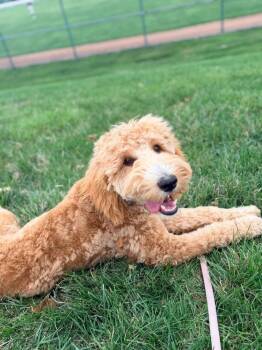 Honey -  Goldendoodle Dog for Adoption in Evansville, Indiana - Honey | PetCurious