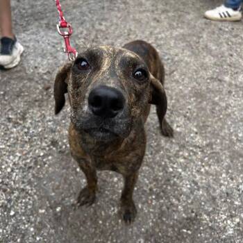 Jo Lee -  Dachshund and Terrier Dog for Adoption in Austin, Texas - Jo Lee | PetCurious