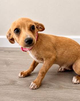 Elba -  Chihuahua Dog for Adoption in Carson City, Nevada - Elba | PetCurious
