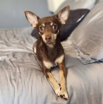 Briggs -  Chihuahua and Mixed Breed Dog for Adoption in Mead, Colorado - Briggs | PetCurious