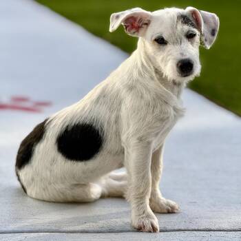 Terrier Dogs Available for Adoption in Hondo, Texas - Charity - Polka Dotted Cutie | PetCurious