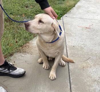 Labrador Retriever Dogs Available for Adoption - Fred | PetCurious