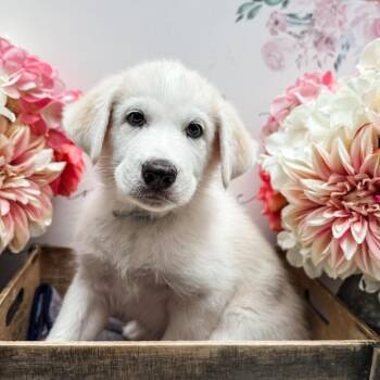 Husky Dogs Available for Adoption - Yotsu | PetCurious