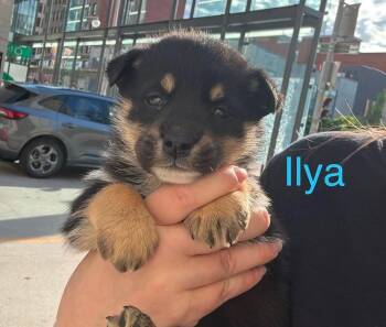 Ilya -  Mixed Breed Dog for Adoption in Athens, Ontario - Ilya | PetCurious
