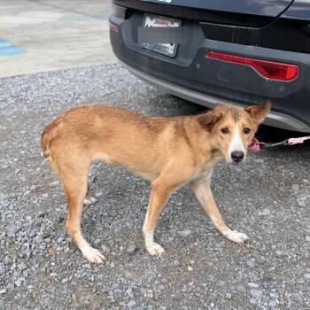 Gretel -  Shepherd Dog for Adoption in Carencro, Louisiana - Gretel | PetCurious