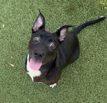 Limerick -  Terrier Dog for Adoption in Hilton Head Island, South Carolina - Limerick | PetCurious