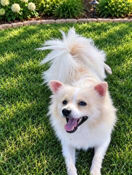 SPONSOR OR FOSTER ME - Bailey -  Pomeranian Dog for Adoption in Grafton, Wisconsin - SPONSOR OR FOSTER ME - Bailey | PetCurious