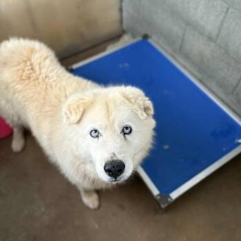Chow Chow and Husky Dogs Available for Adoption in Stephenville, Texas - Bear | PetCurious