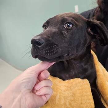 Mouth -  Labrador Retriever and Mixed Breed Dog for Adoption in Abilene, Texas - Mouth | PetCurious