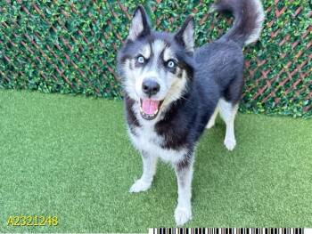 Rescue Mixed Breed Dogs for Adoption in West Palm Beach, Florida - ROB ZOOMIES | PetCurious